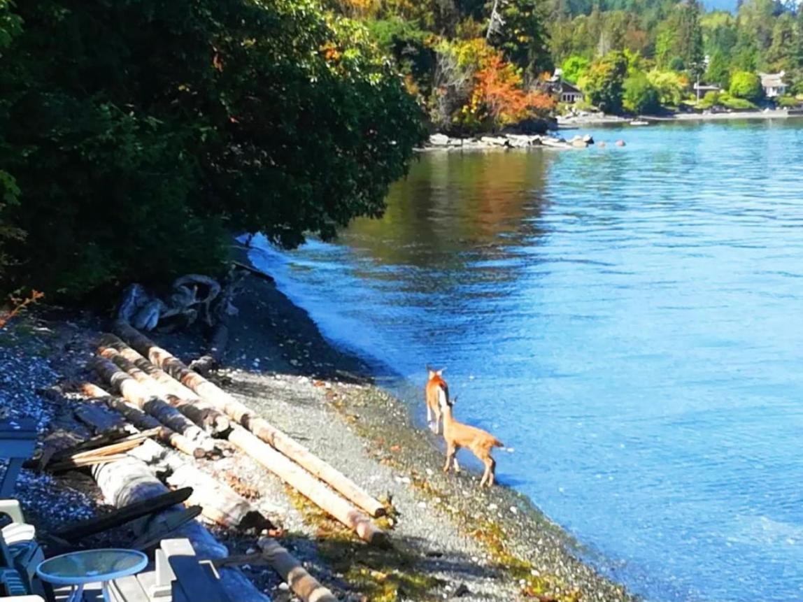 Walkon Waterfront Castle Cove Inn Chemainus Exterior foto